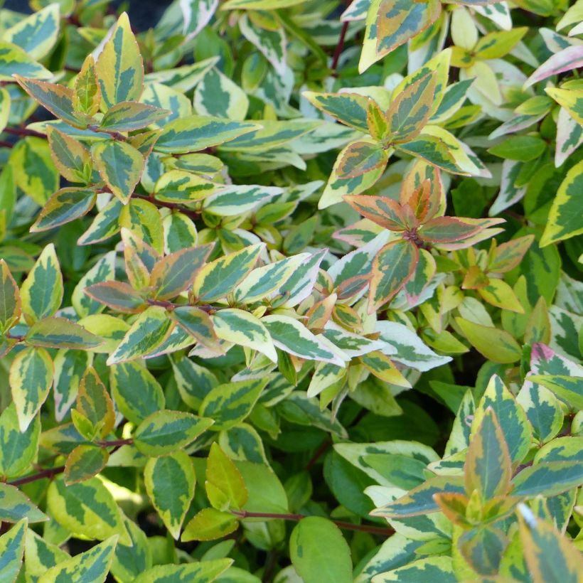 Abelia Happy Daydream - Glanzende abelia (Foliage)