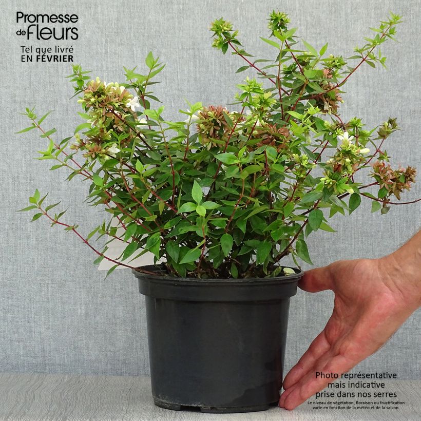 Exemplaar van Glanzende abelia Sherwood Pot van 2 l/3 l zoals geleverd in de herfst