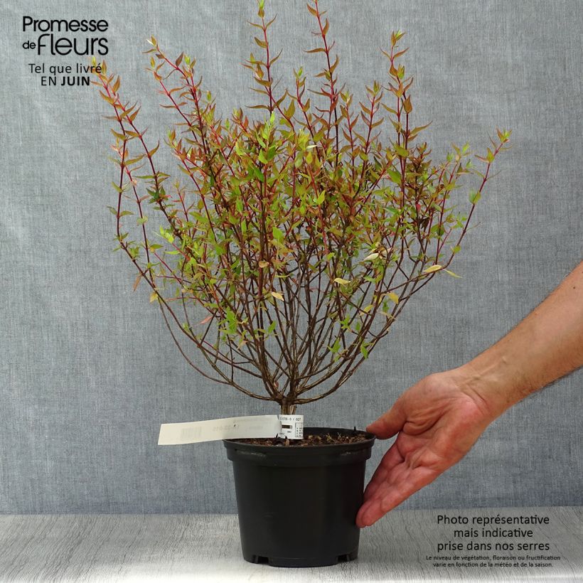 Exemplaar van Glanzende abelia Sherwood Pot van 2 l/3 l zoals geleverd in de zomer