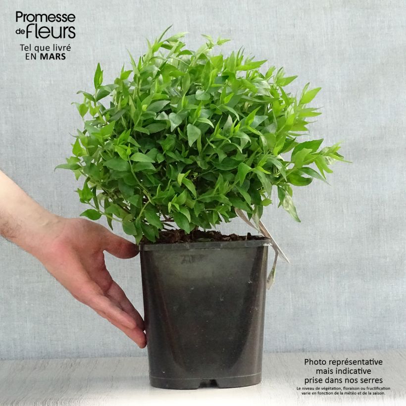 Exemplaar van Glanzende abelia Sherwood Pot van 2 l/3 l zoals geleverd in de lente