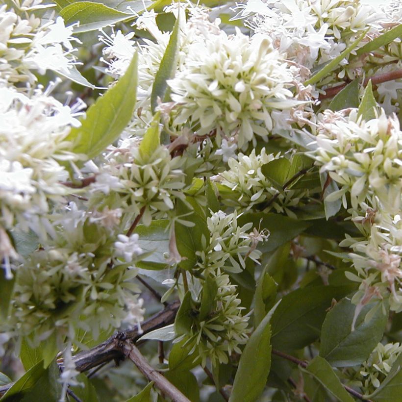 Abelia chinensis - Chinese abelia (Flowering)