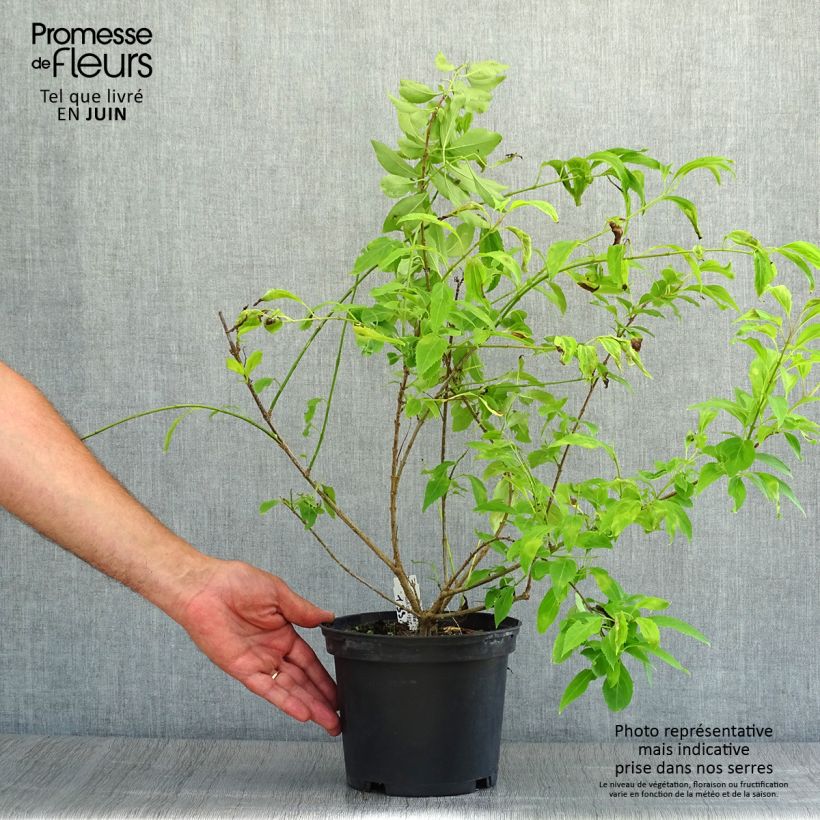 Exemplaar van Abelia chinensis - Chinese abelia Pot van 2 l/3 l zoals geleverd in de zomer