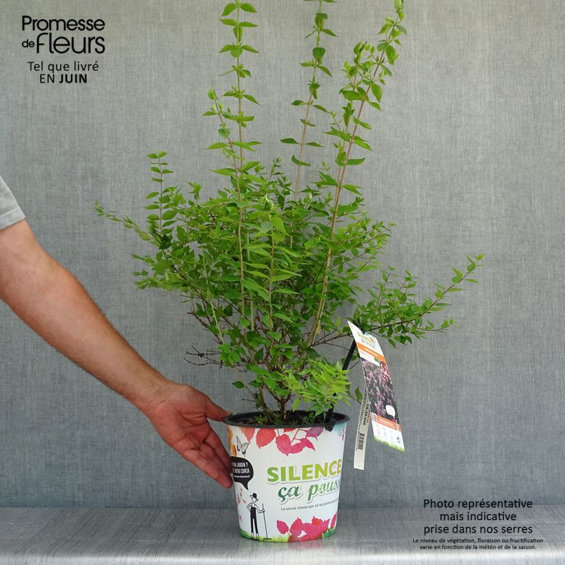Exemplaar van Abelia chinensis Autumn Festival - Chinese abelia Pot van 4 l/5 l zoals geleverd in de zomer
