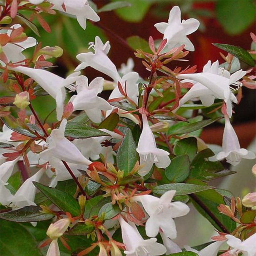 Abelia grandiflora - Glanzende abelia (Flowering)