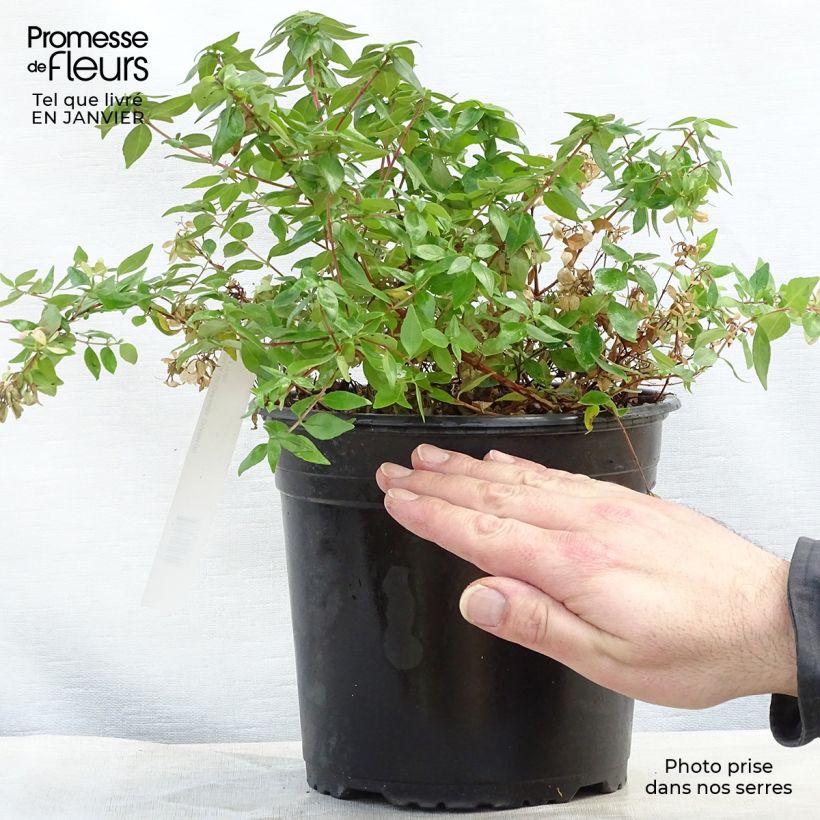 Example of Abelia Caramel Charm - Glanzende abelia Pot van 3 l/4 l as you get in hiver