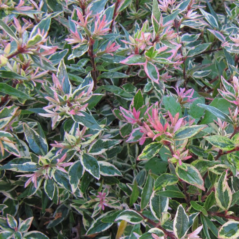 Abelia Confetti - Glanzende abelia (Foliage)
