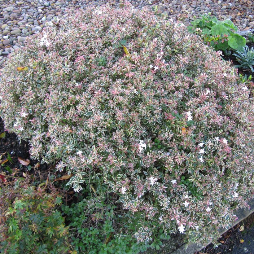 Abelia Confetti - Glanzende abelia (Plant habit)