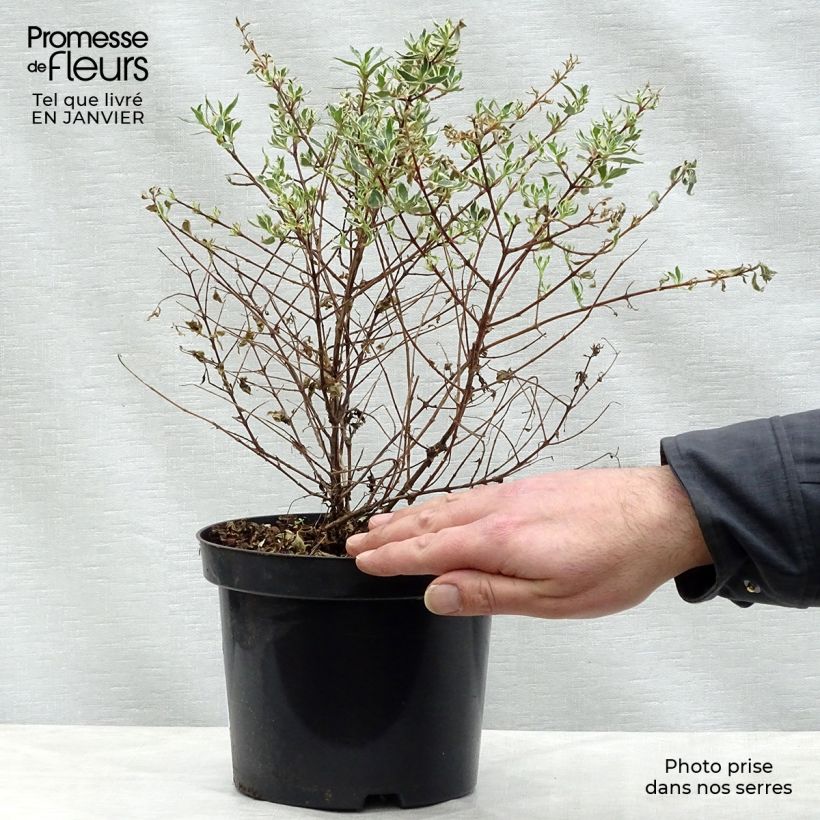 Example of Abelia Confetti - Glanzende abelia Pot van 1,5 l/2 l as you get in hiver