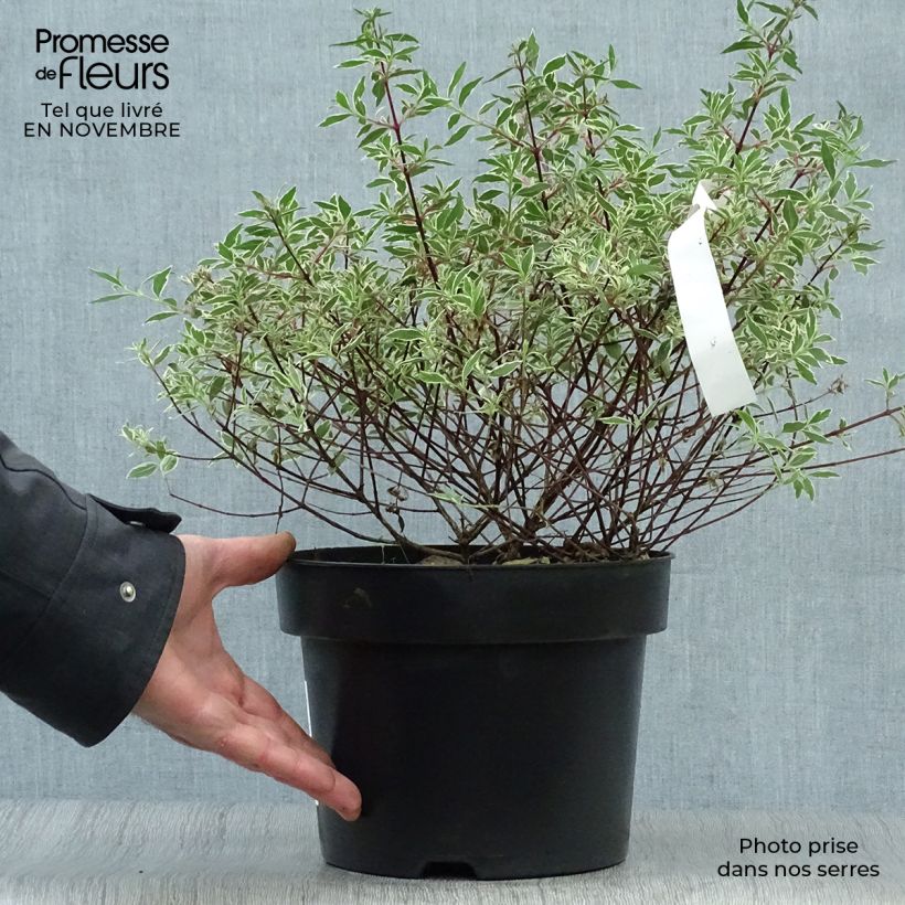 Exemplaar van Glanzende abelia Confetti Pot van 3 l/4 l zoals geleverd in de herfst