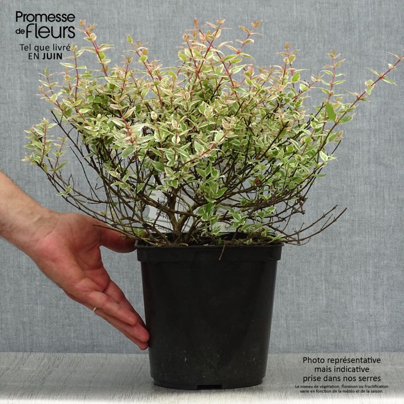 Exemplaar van Glanzende abelia Confetti Pot van 3 l/4 l zoals geleverd in de zomer
