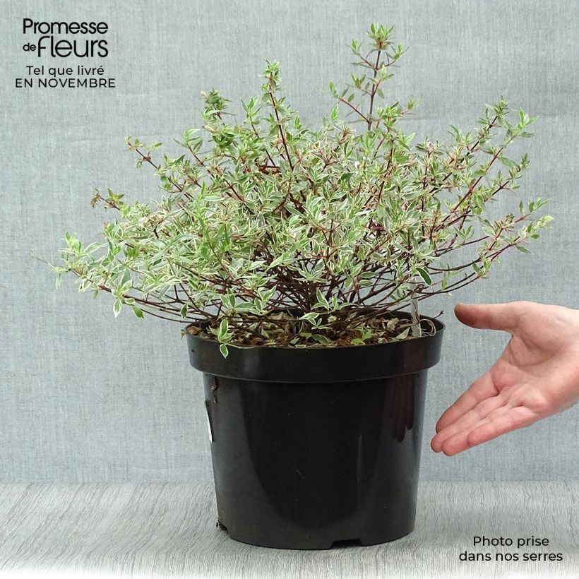 Exemplaar van Glanzende abelia Confetti Pot van 7,5 l/10 l zoals geleverd in de herfst