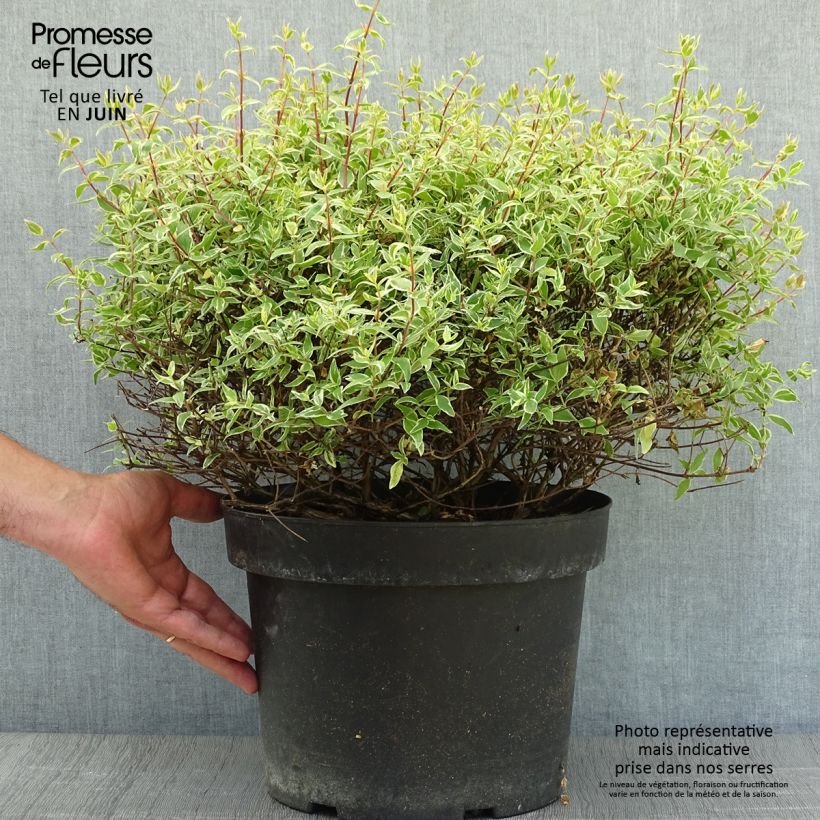 Exemplaar van Glanzende abelia Confetti Pot van 7,5 l/10 l zoals geleverd in de zomer