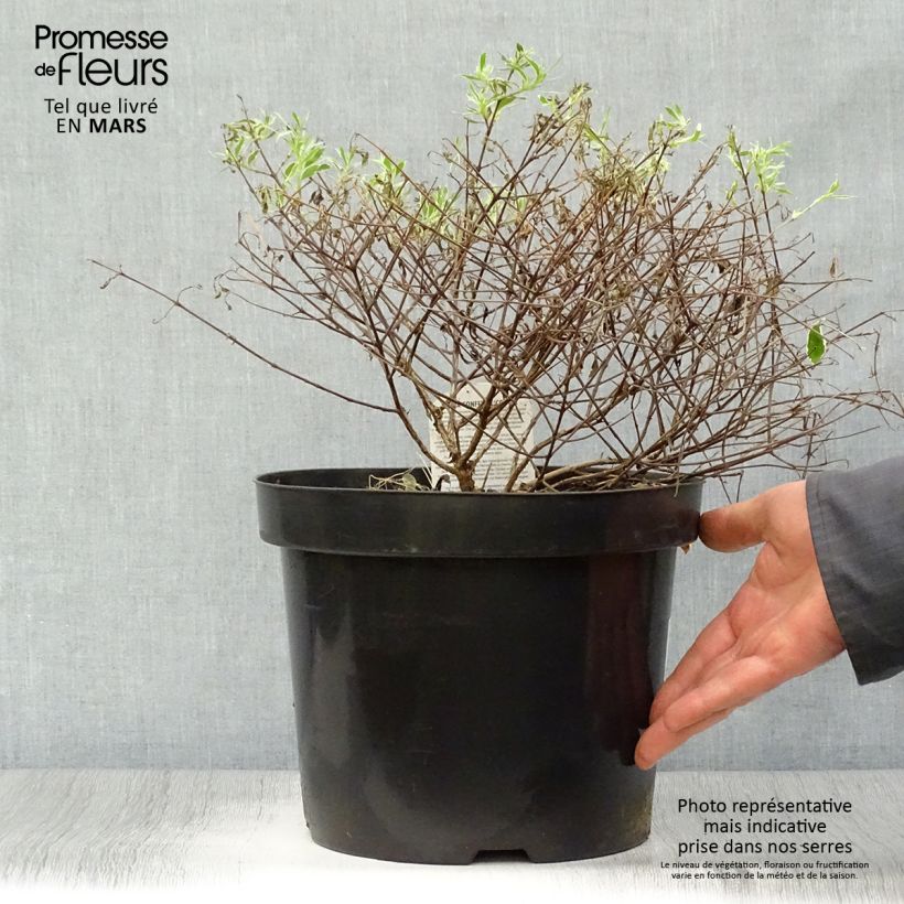 Exemplaar van Glanzende abelia Confetti Pot van 7,5 l/10 l zoals geleverd in de lente