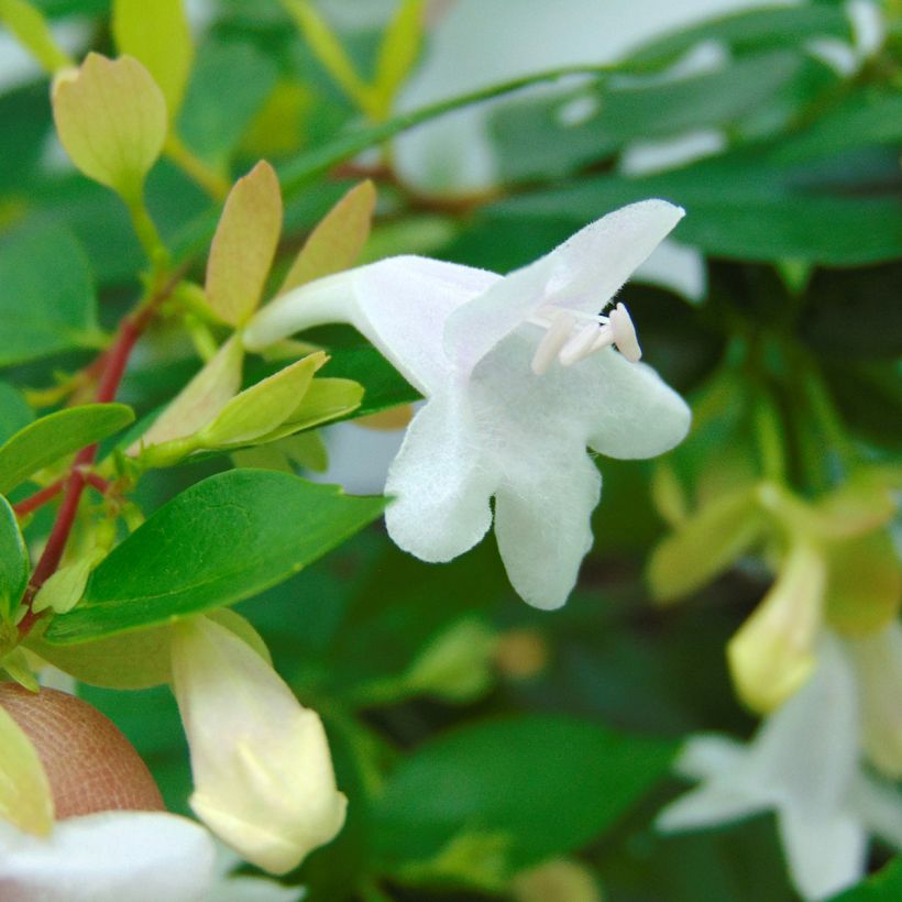 Abelia Francis Mason - Glanzende abelia (Flowering)