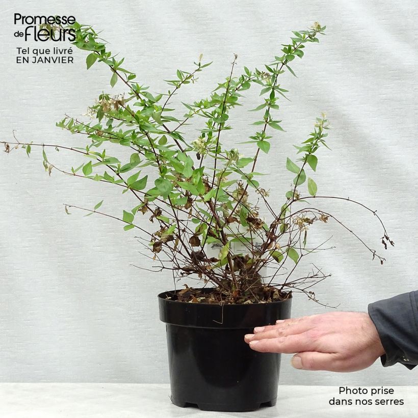 Example of Abelia grandiflora Francis Mason Pot van 3 l/4 l as you get in hiver