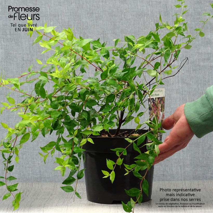 Exemplaar van Glanzende abelia Francis Mason Pot van 3 l/4 l zoals geleverd in de zomer