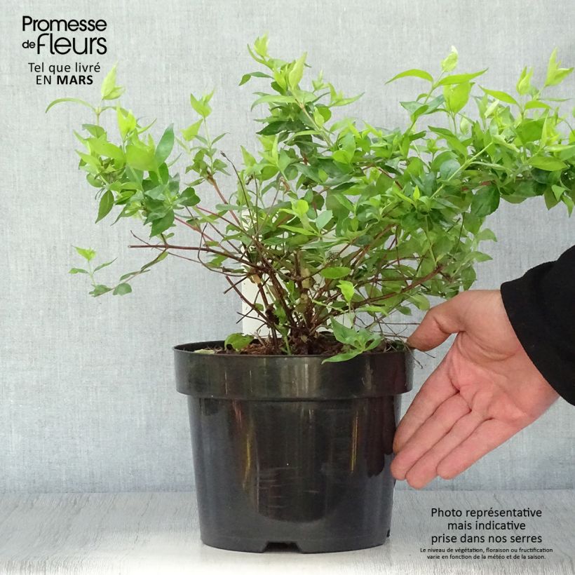 Exemplaar van Glanzende abelia Francis Mason Pot van 3 l/4 l zoals geleverd in de lente