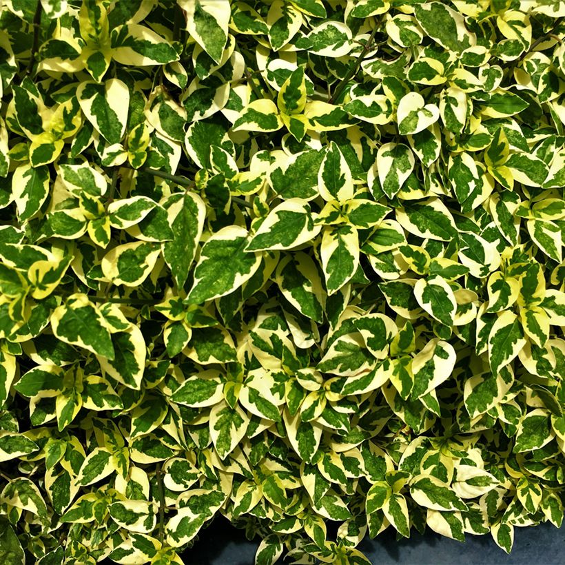 Glanzende abelia Hopley's - Abelia grandiflora (Blad)