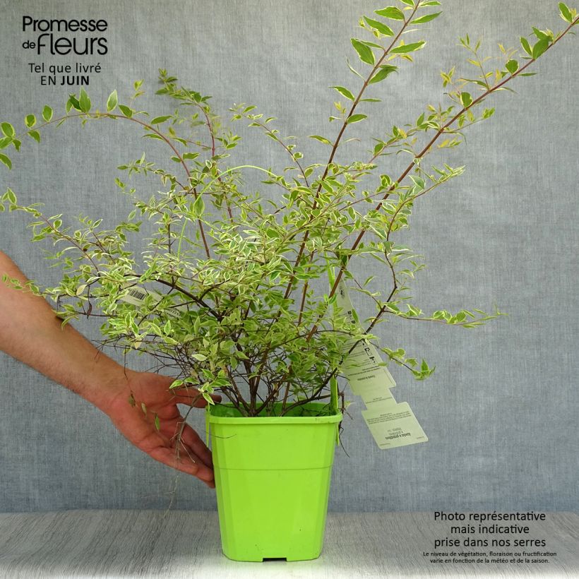 Exemplaar van Glanzende abelia Hopley's - Abelia grandiflora Pot van 2 l/3 l zoals geleverd in de zomer
