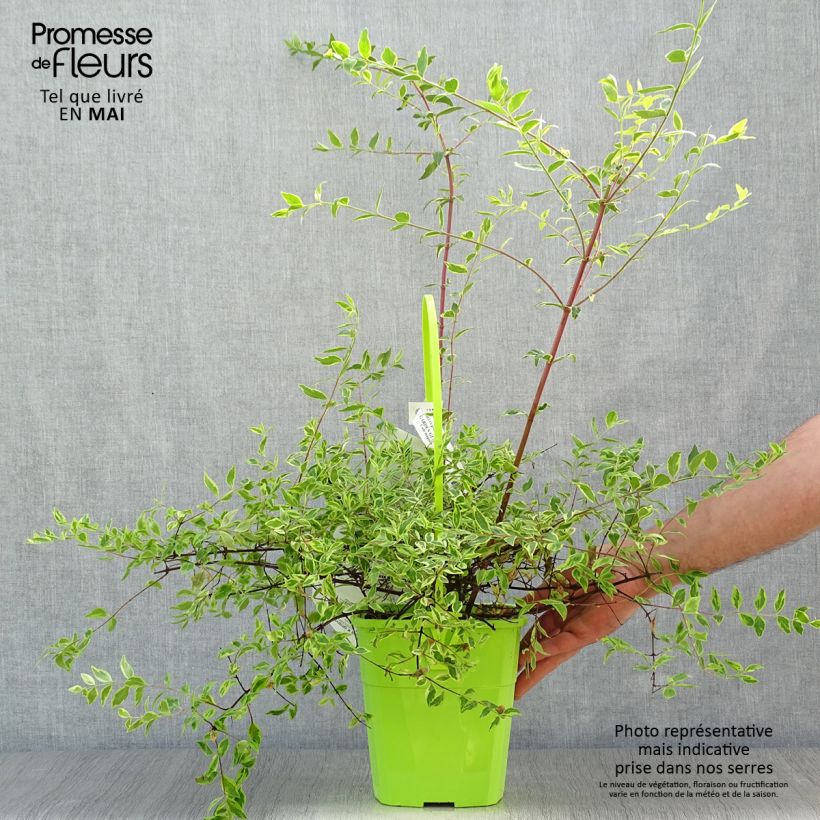 Exemplaar van Glanzende abelia Hopley's - Abelia grandiflora Pot van 2 l/3 l zoals geleverd in de lente