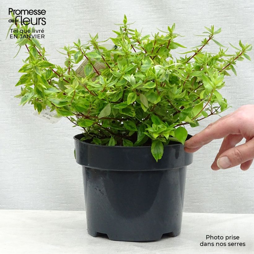 Example of Abelia Kaleidoscope - Glanzende abelia Pot van 2 l/3 l as you get in hiver