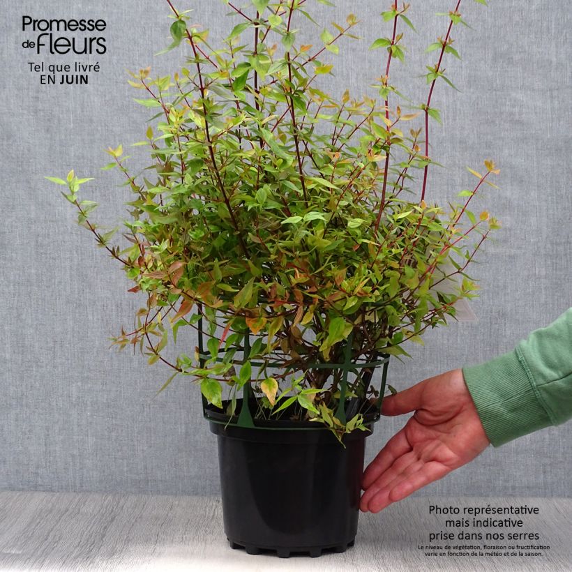 Exemplaar van Glanzende abelia Kaleidoscope Pot van 2 l/3 l zoals geleverd in de zomer