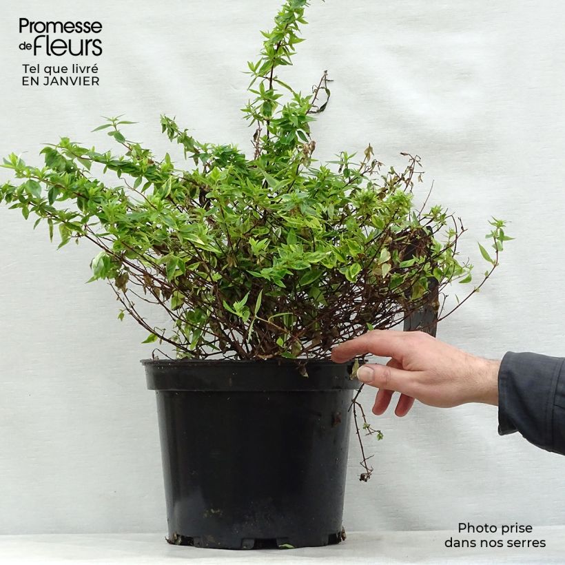 Example of Abelia Kaleidoscope - Glanzende abelia Pot van 3 l/4 l as you get in hiver