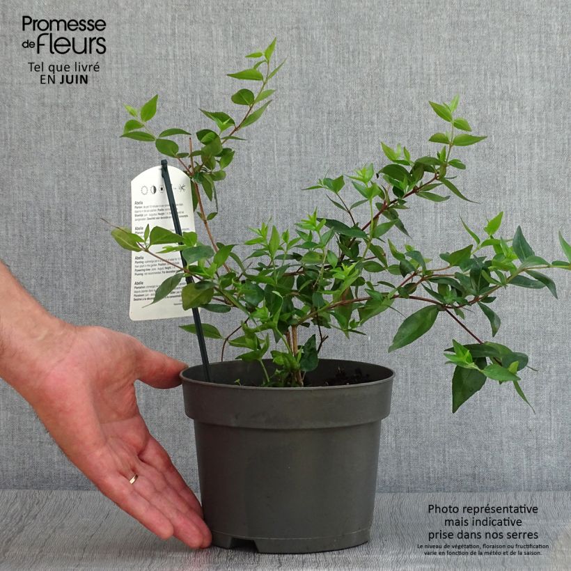 Exemplaar van Abelia grandiflora - Glanzende abelia Pot van 2 l/3 l zoals geleverd in de zomer