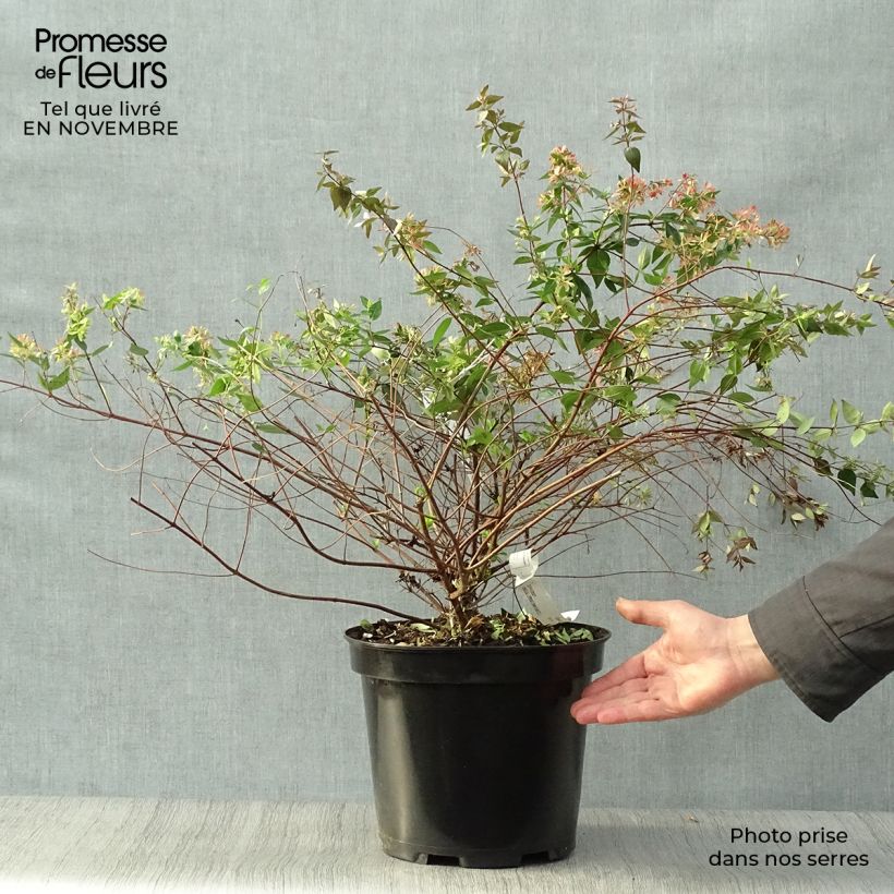Exemplaar van Abelia grandiflora - Glanzende abelia Pot van 7,5 l/10 l zoals geleverd in de herfst