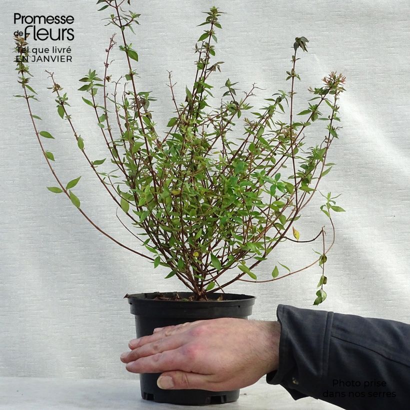 Example of Abelia grandiflora Prostrata Pot van 2 l/3 l as you get in hiver