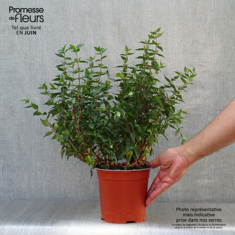 Exemplaar van Glanzende abelia Prostrata Pot van 2 l/3 l zoals geleverd in de zomer