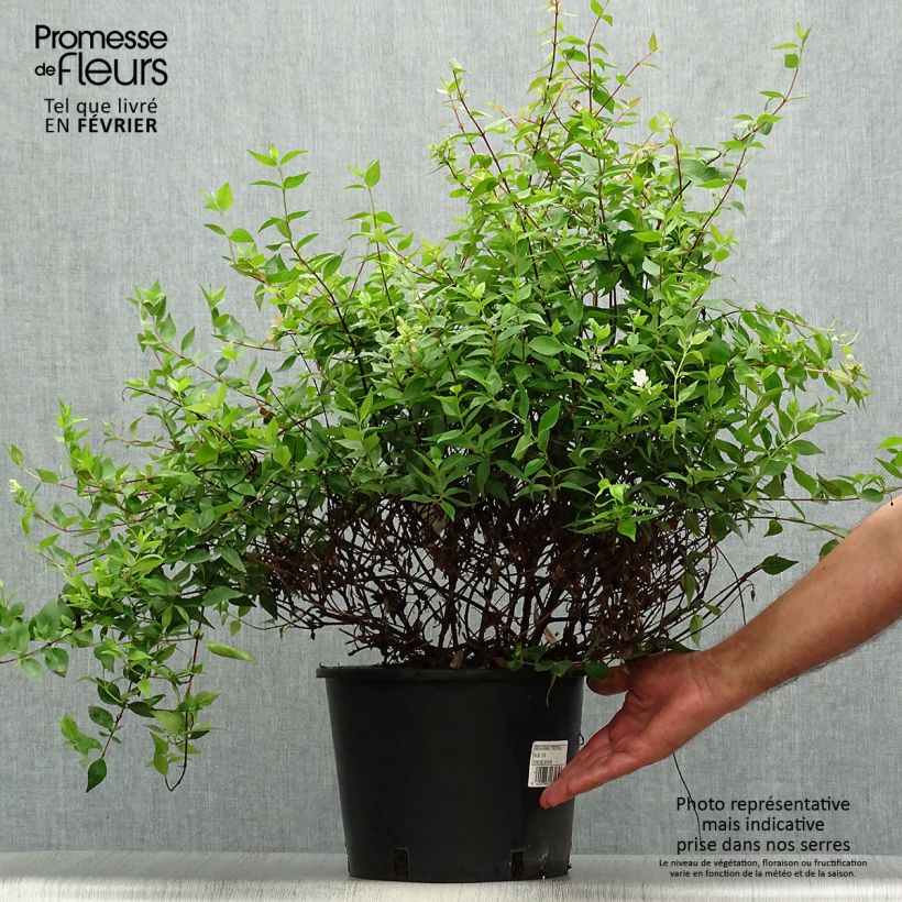 Exemplaar van Glanzende abelia Prostrata Pot van 7,5 l/10 l zoals geleverd in de herfst