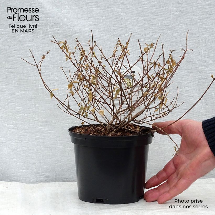 Example of Abelia grandiflora Radiance - Abélia à grandes fleurs Pot van 4 l/5 l as you get in hiver