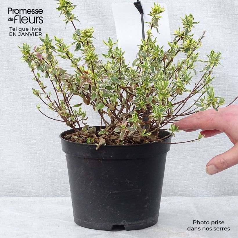Example of Abelia Sparkling Silver - Glanzende abelia Pot van 2 l/3 l as you get in hiver