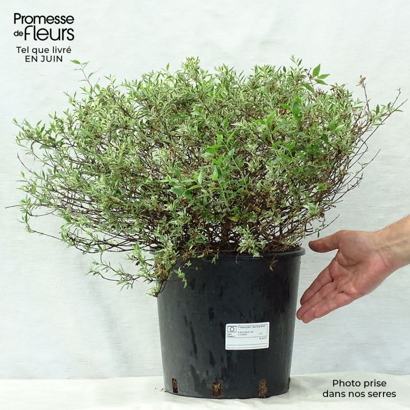 Exemplaar van Glanzende abelia Sparkling Silver Pot van 7,5 l/10 l zoals geleverd in de zomer