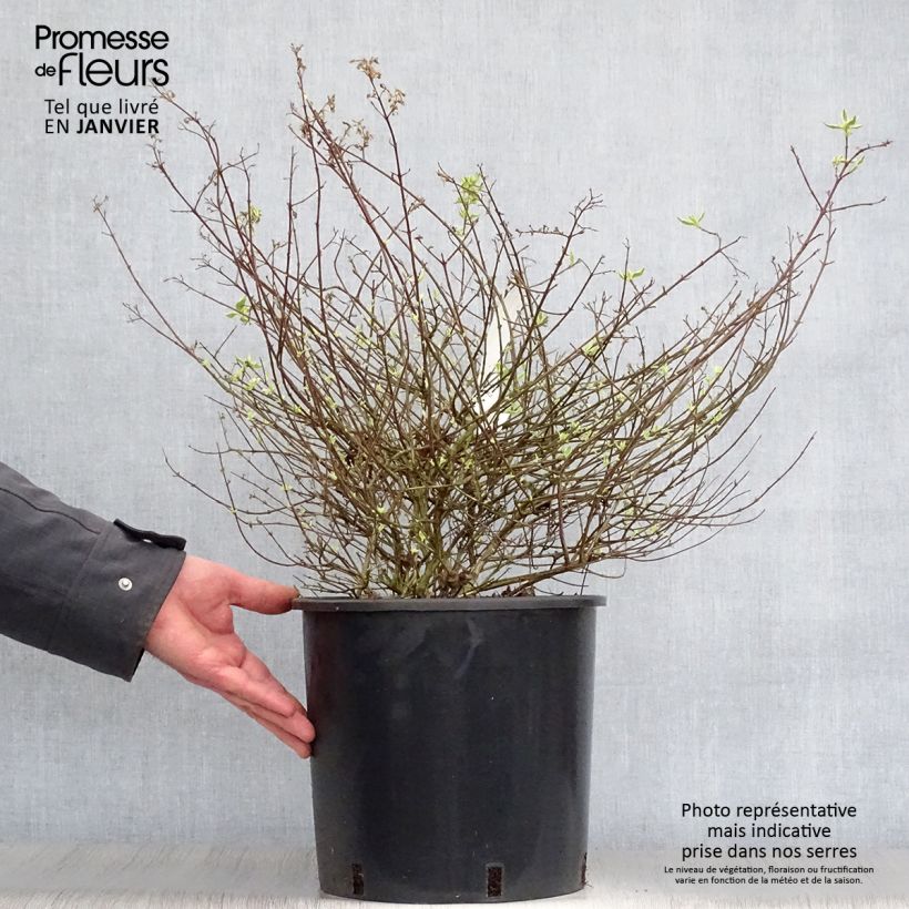 Example of Abelia Sparkling Silver - Glanzende abelia Pot van 7,5 l/10 l as you get in hiver