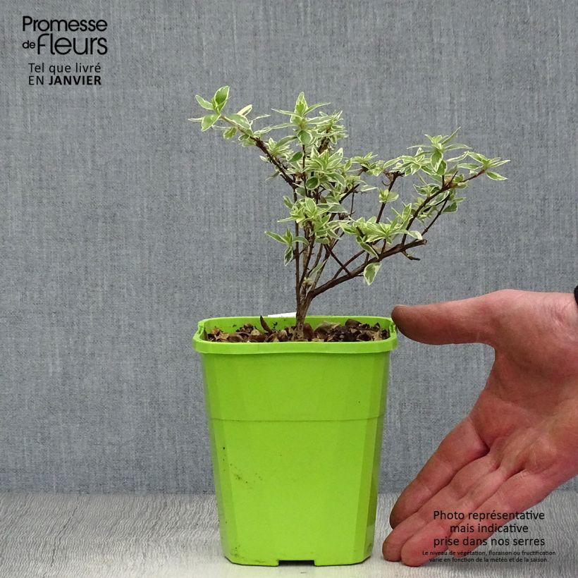 Example of Abelia grandiflora Steredenn Levabes - Abélie panachée Pot van 1 l/1,5 l as you get in hiver