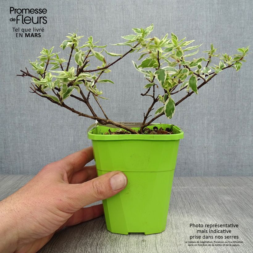 Exemplaar van Glanzende abelia Steredenn Levabes Pot van 1 l/1,5 l zoals geleverd in de lente