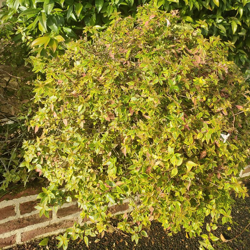 Abelia Sunshine Daydream - Glanzende abelia (Plant habit)