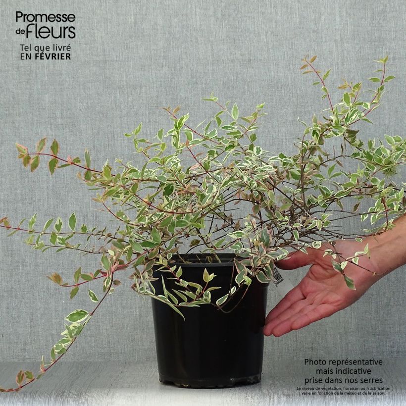 Exemplaar van Glanzende abelia Tricolor Charm Pot van 3 l/4 l zoals geleverd in de herfst