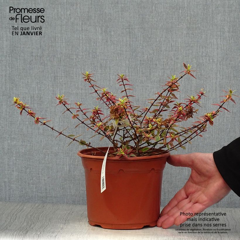 Example of Abelia grandiflora Tricolor Charm Pot van 3 l/4 l as you get in hiver