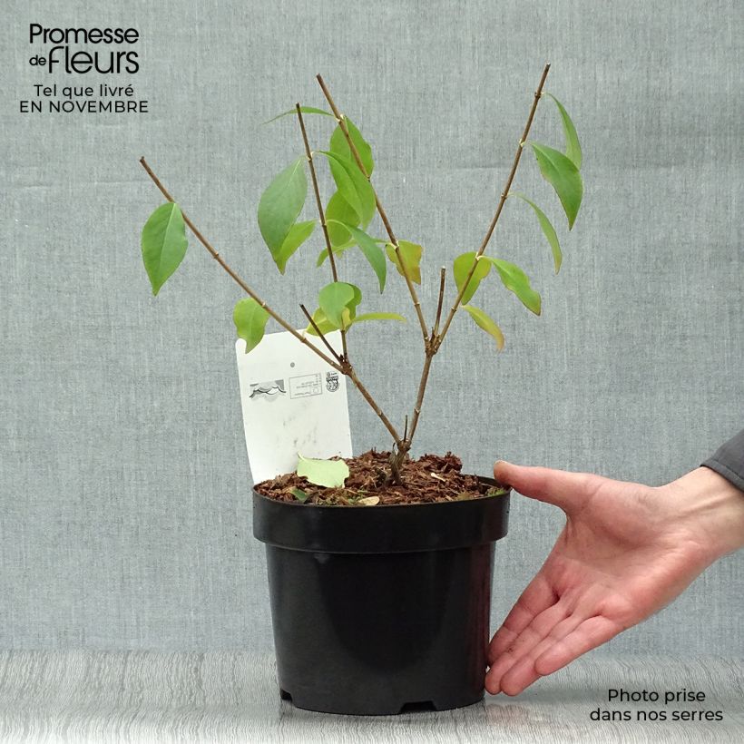 Exemplaar van Geurende Koreaanse abelia Monia - Abelia mosanensis Pot van 3 l/4 l zoals geleverd in de herfst