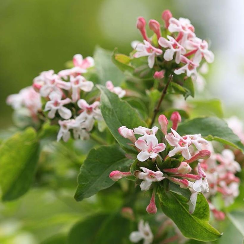 Geurende Koreaanse abelia Sweet Emotion - Abelia mosanensis (Bloei)