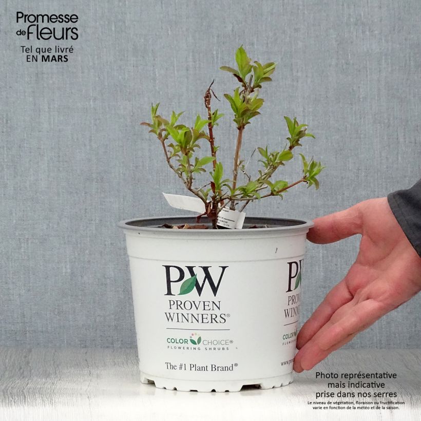 Exemplaar van Geurende Koreaanse abelia Sweet Emotion - Abelia mosanensis Pot van 3 l/4 l zoals geleverd in de lente