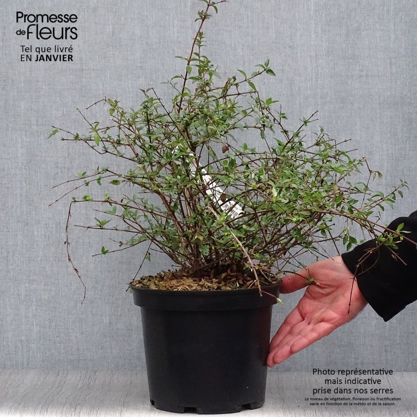 Example of Abelia parviflora Bumble Bee Pot van 4 l/5 l as you get in hiver