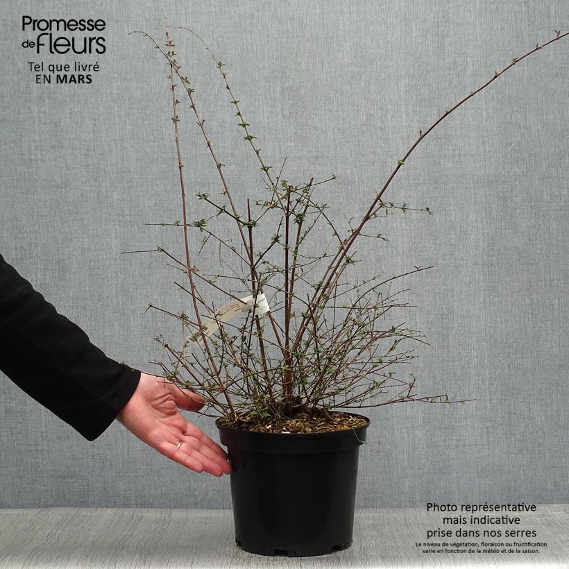 Exemplaar van Glanzende abelia Bumble Bee - Abelia parviflora Pot van 4 l/5 l zoals geleverd in de lente