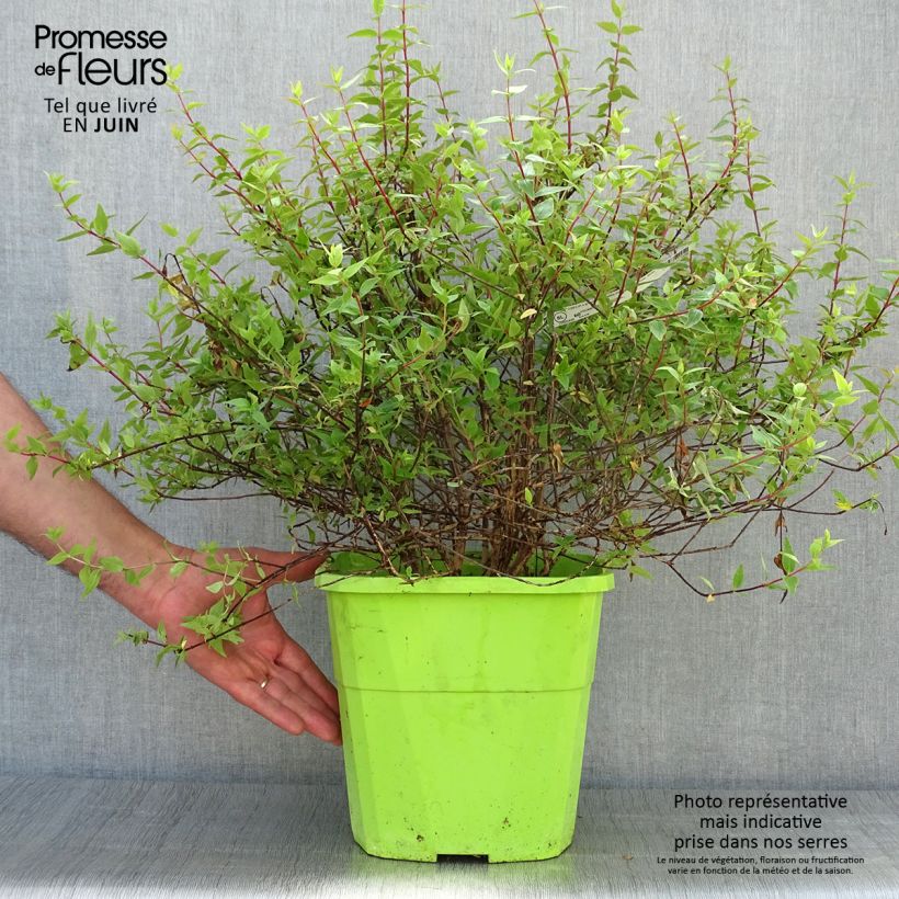 Exemplaar van Abelia Happy Daydream - Glanzende abelia Pot van 3 l/4 l zoals geleverd in de zomer