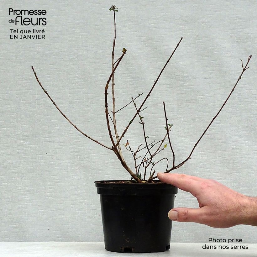 Example of Abelia x grandiflora Sunny Charm - Abélia à grandes fleurs. Pot van 2 l/3 l as you get in hiver