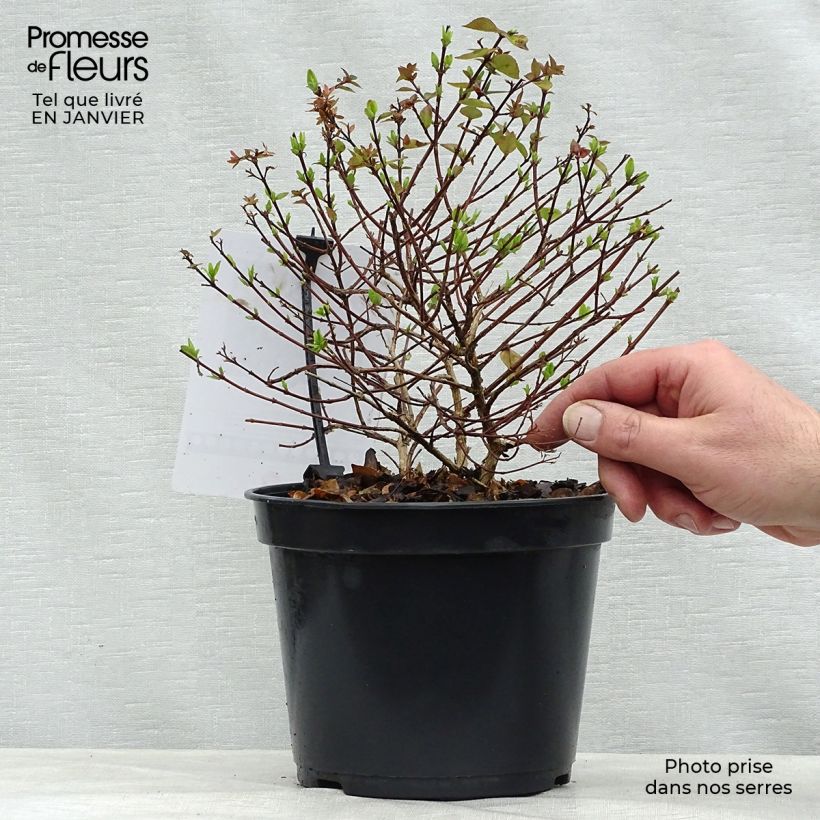 Example of Abelia zanderi Little Richard Pot van 2 l/3 l as you get in hiver