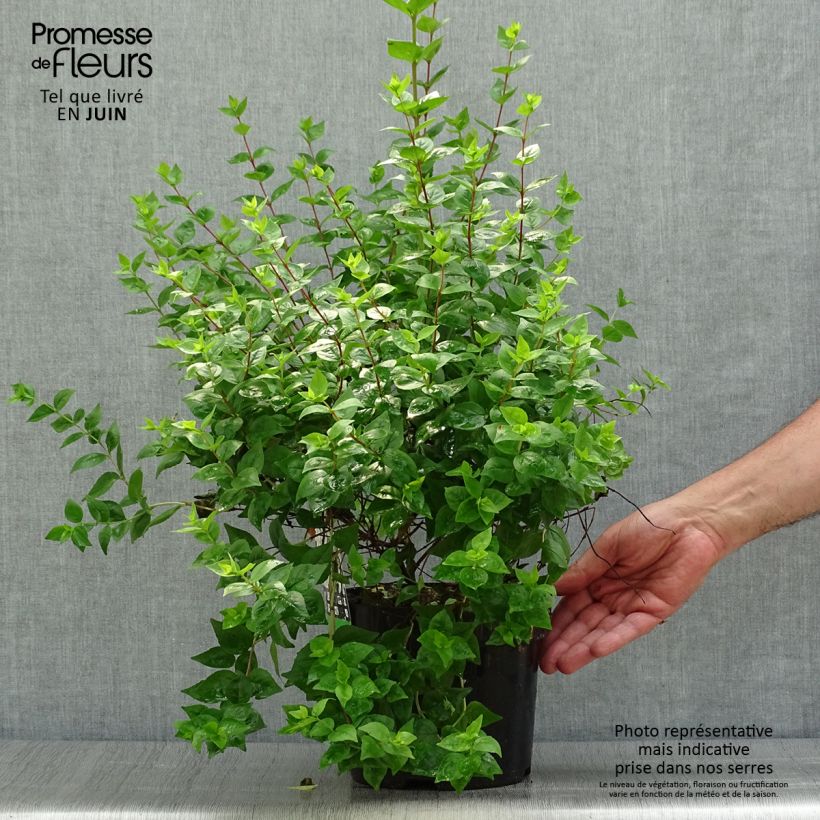 Exemplaar van Glanzende abelia - Abelia grandiflora Pot van 2 l/3 l zoals geleverd in de zomer